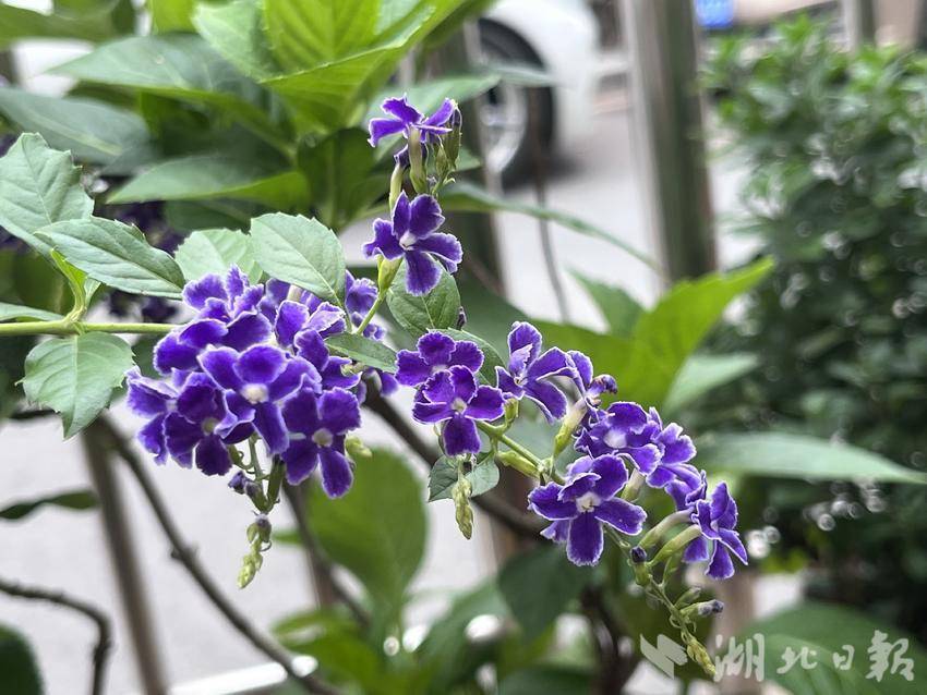澳门在线